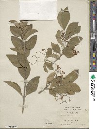 Euonymus fortunei image