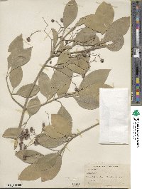 Euonymus fortunei image