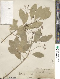 Euonymus fortunei image