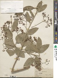 Euonymus fortunei image