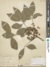 Euonymus hamiltonianus image