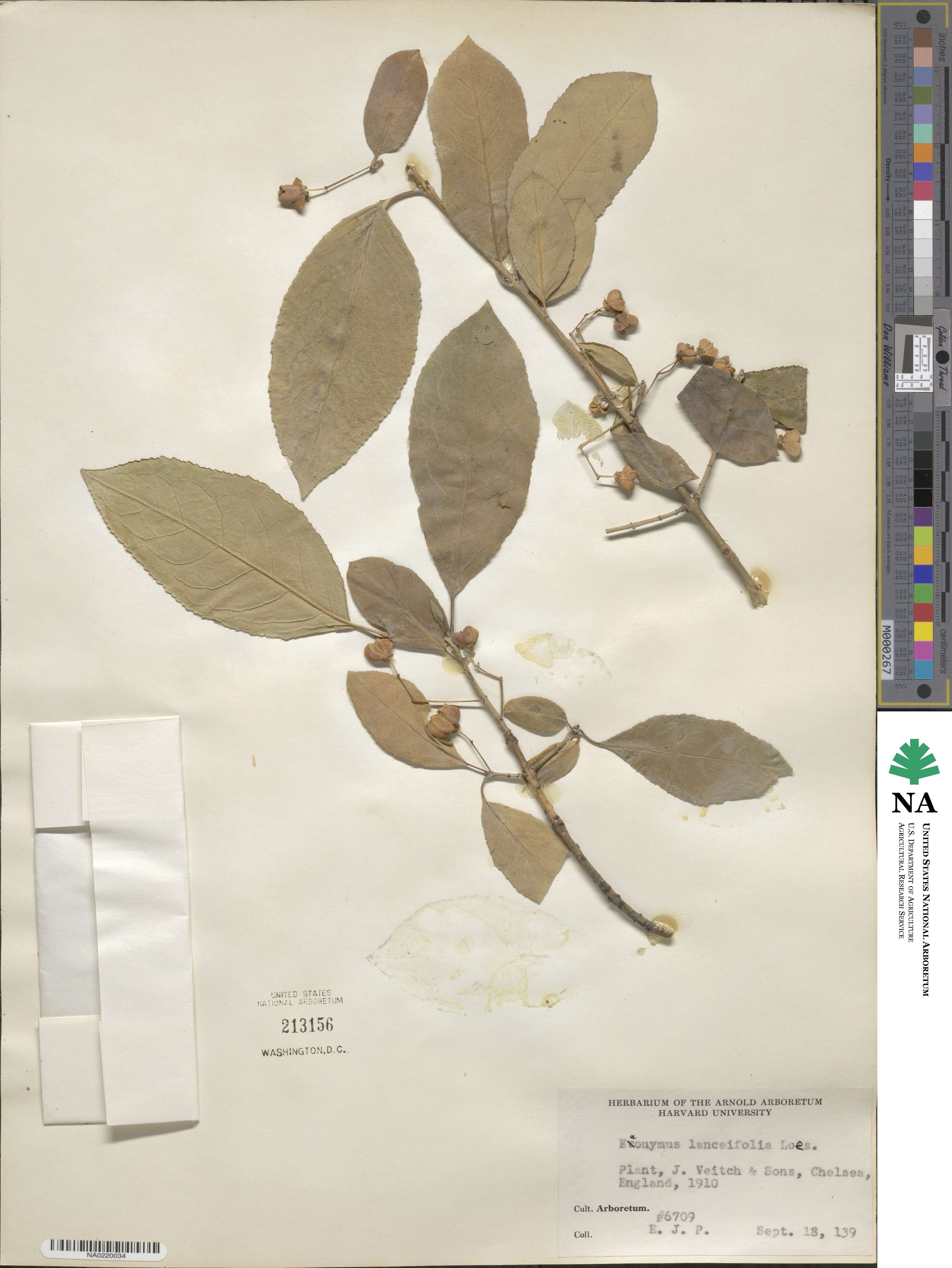 Euonymus hamiltonianus image