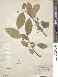 Euonymus hamiltonianus image