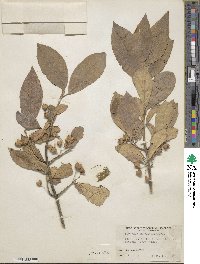 Euonymus hamiltonianus image