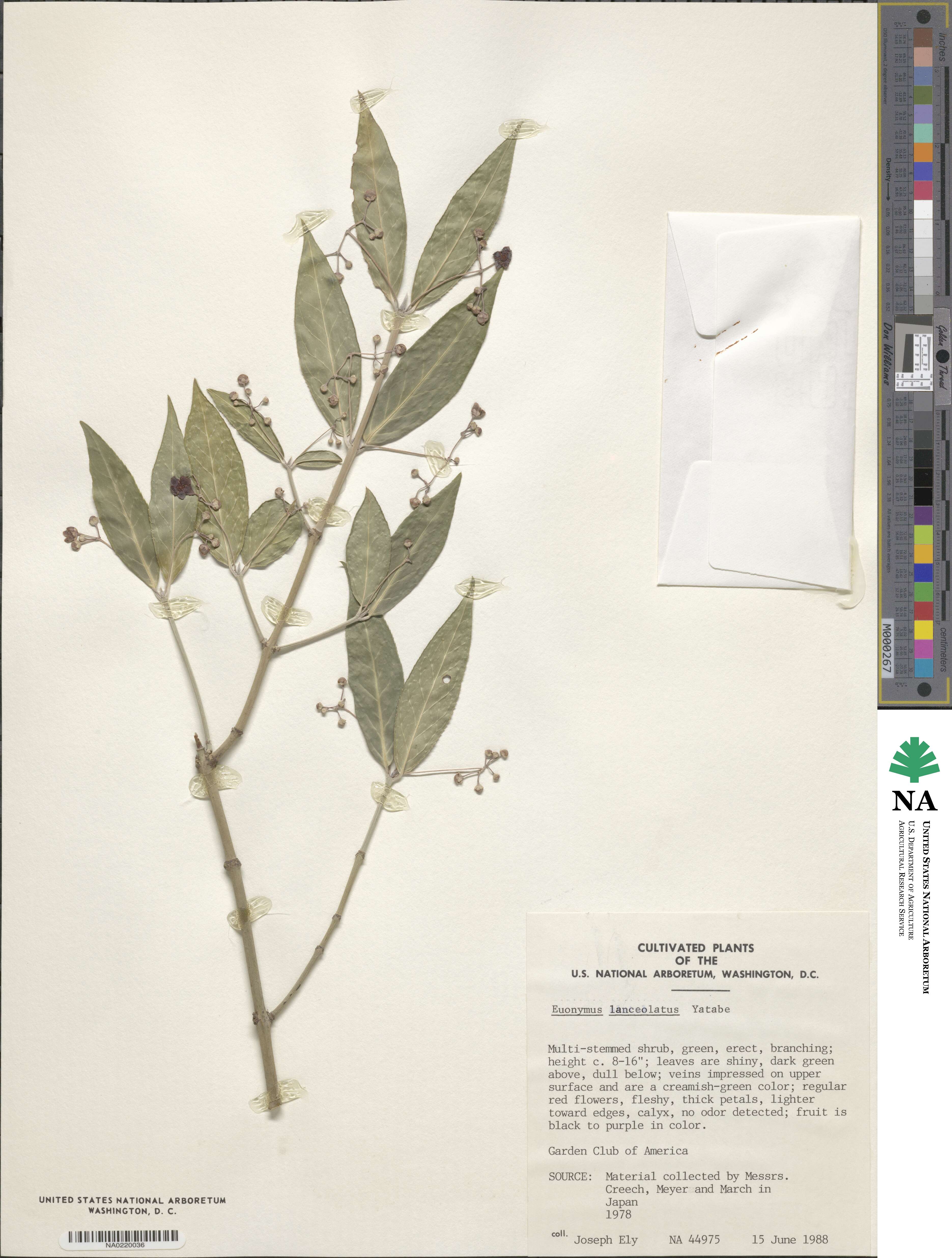 Euonymus hamiltonianus image