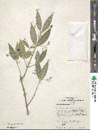 Euonymus hamiltonianus image