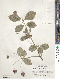 Euonymus latifolius image