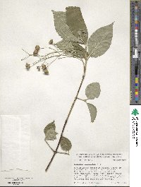 Euonymus latifolius image