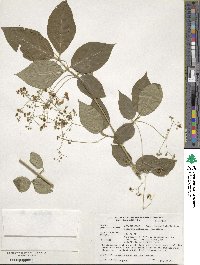 Euonymus latifolius image