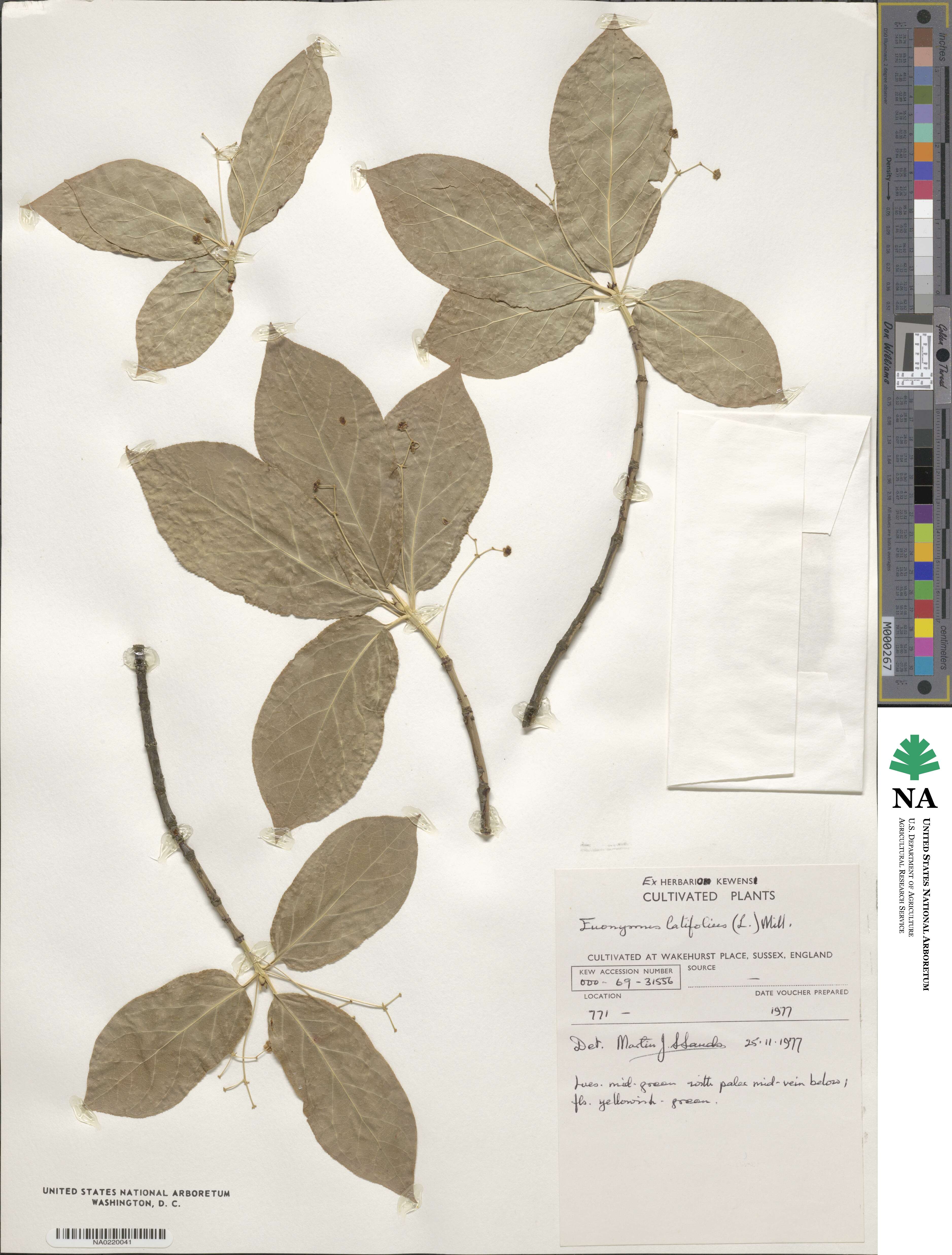 Euonymus latifolius image