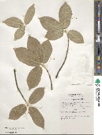 Euonymus latifolius image