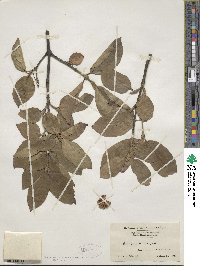 Euonymus latifolius image