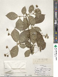 Euonymus latifolius image