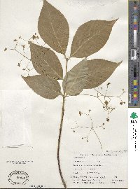 Euonymus latifolius image