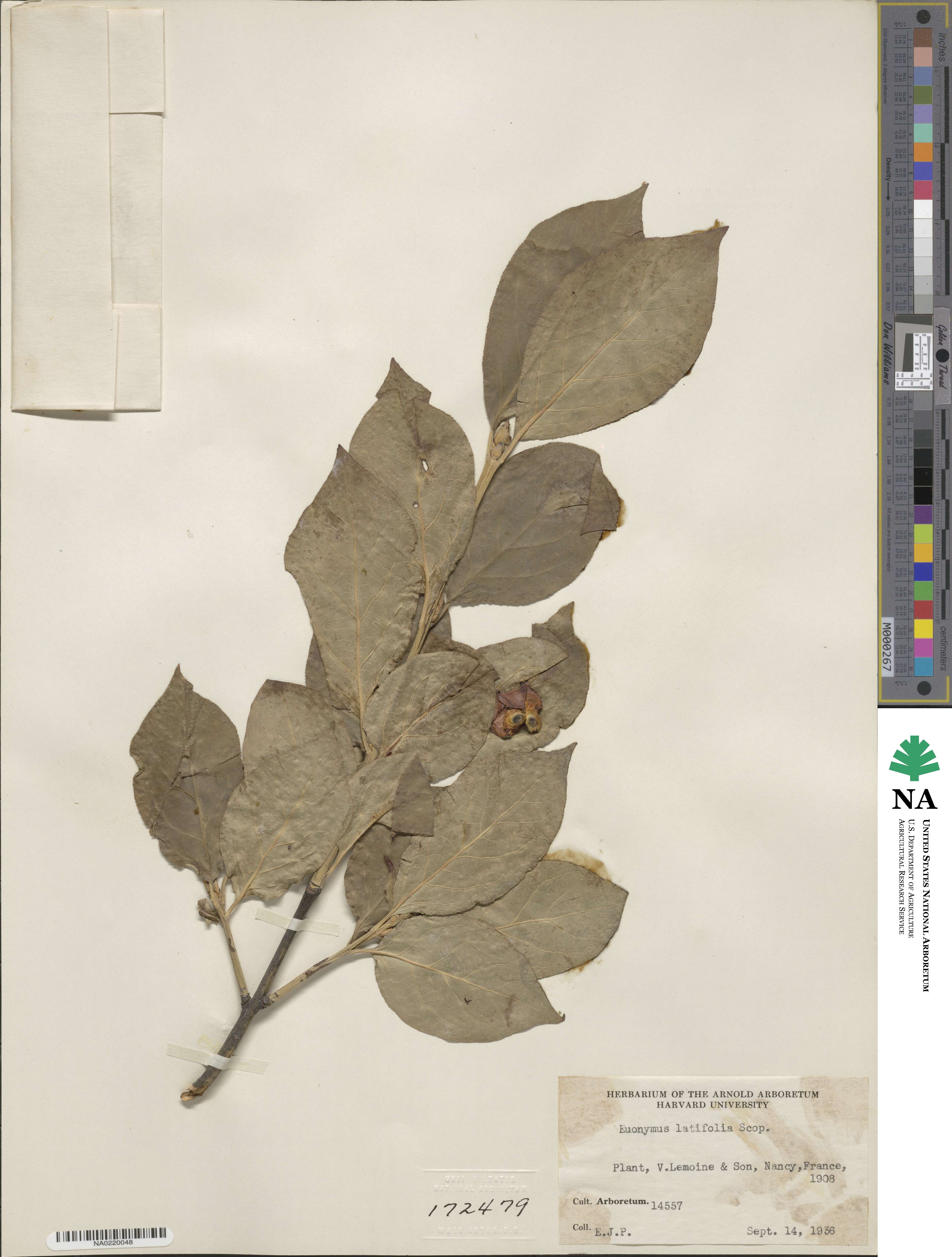 Euonymus latifolius image