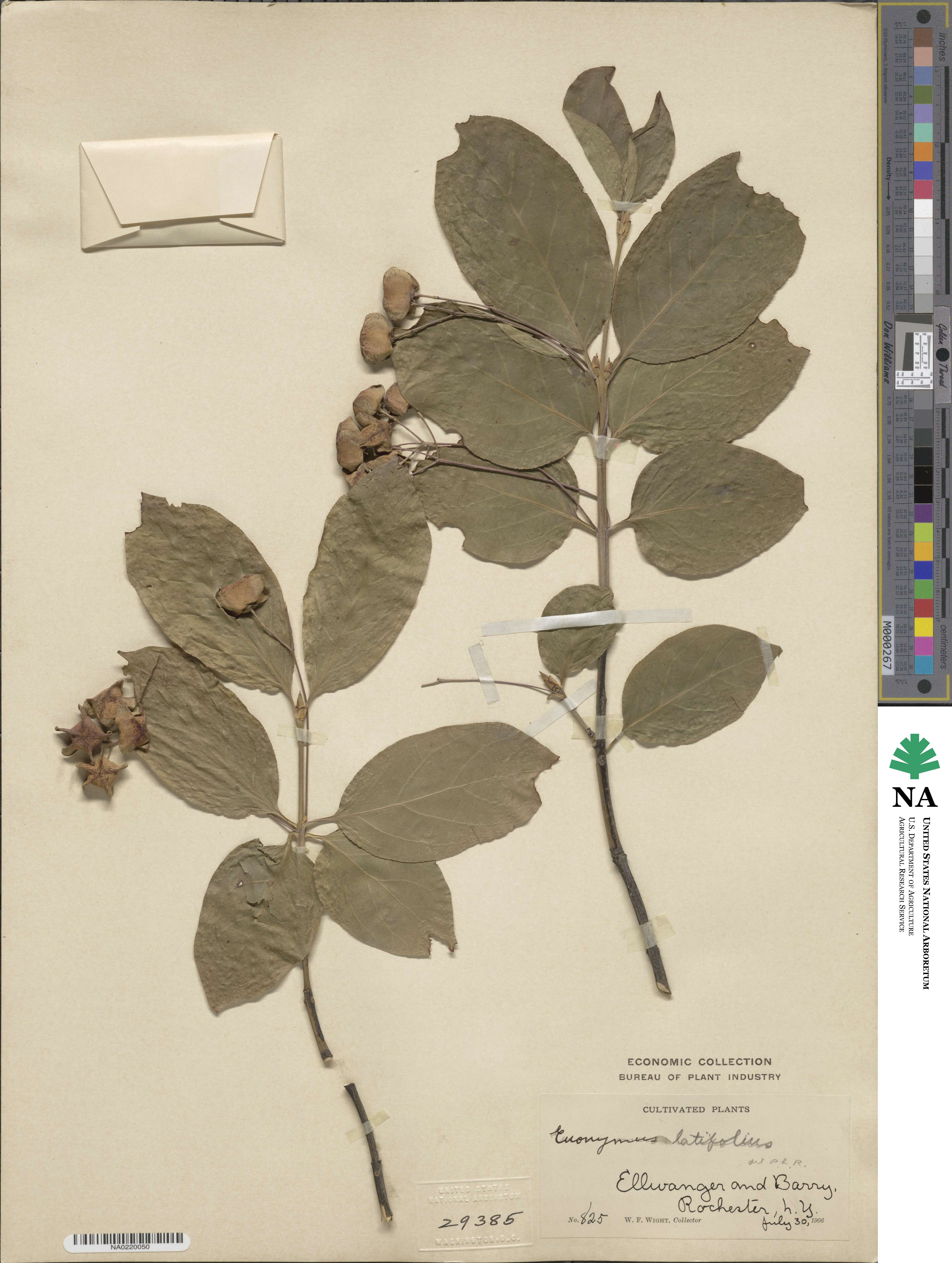 Euonymus latifolius image