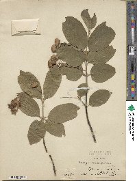 Euonymus latifolius image