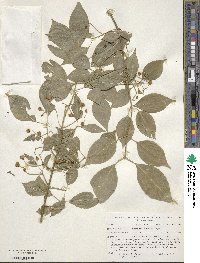 Euonymus maackii image