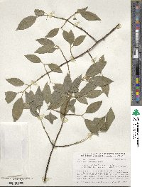 Euonymus maackii image