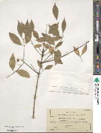 Euonymus maackii image