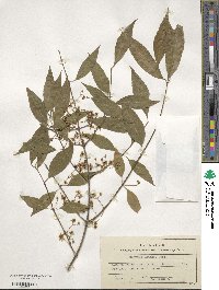 Euonymus maackii image