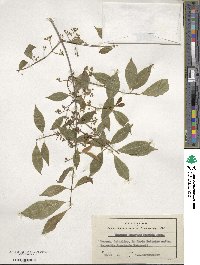 Euonymus maackii image