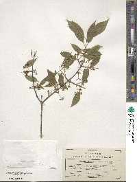 Euonymus maackii image