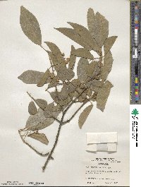 Euonymus maackii image