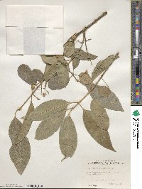 Euonymus maackii image