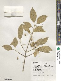 Euonymus maackii image