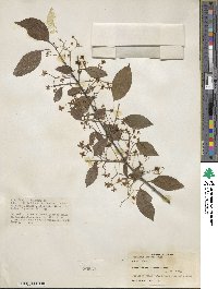 Euonymus maackii image