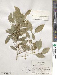 Euonymus maackii image