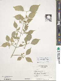 Euonymus maackii image