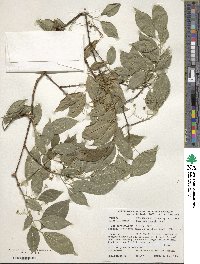 Euonymus maackii image