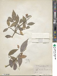 Euonymus maackii image