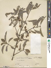 Euonymus maackii image