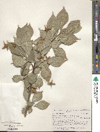 Euonymus macropterus image