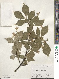 Euonymus macropterus image