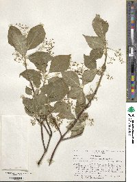 Euonymus macropterus image