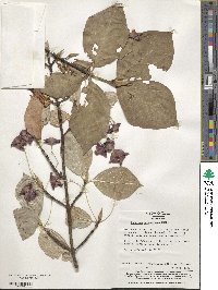 Euonymus macropterus image