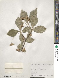 Euonymus macropterus image