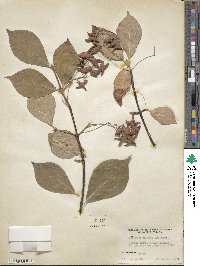 Euonymus macropterus image