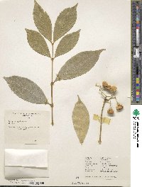 Euonymus myrianthus image