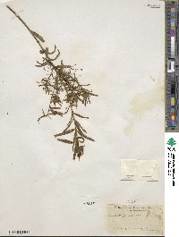 Euonymus nanus image