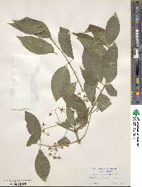 Euonymus hamiltonianus image