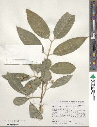 Euonymus hamiltonianus image