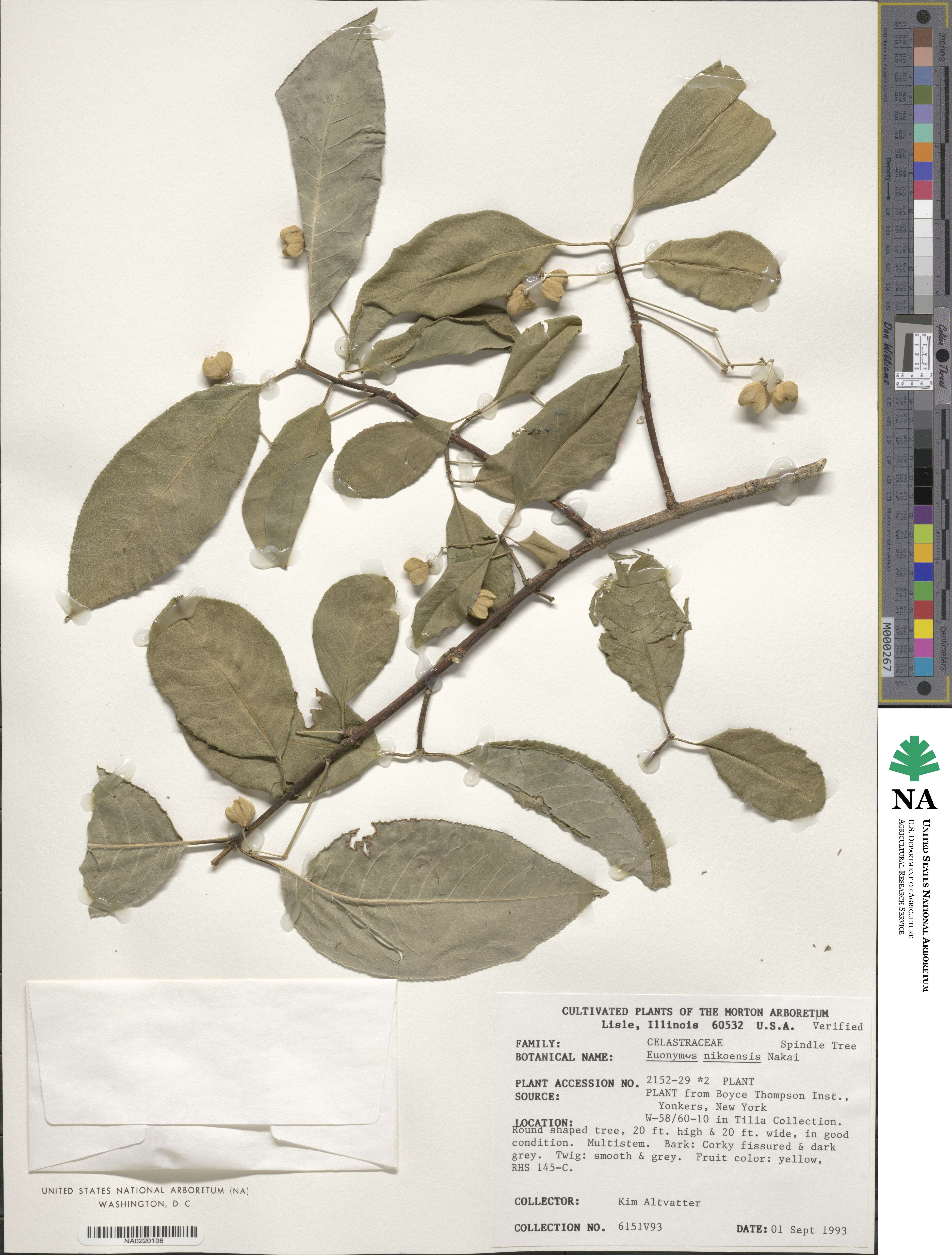 Euonymus hamiltonianus image
