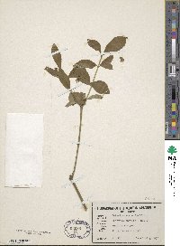 Euonymus obovatus image