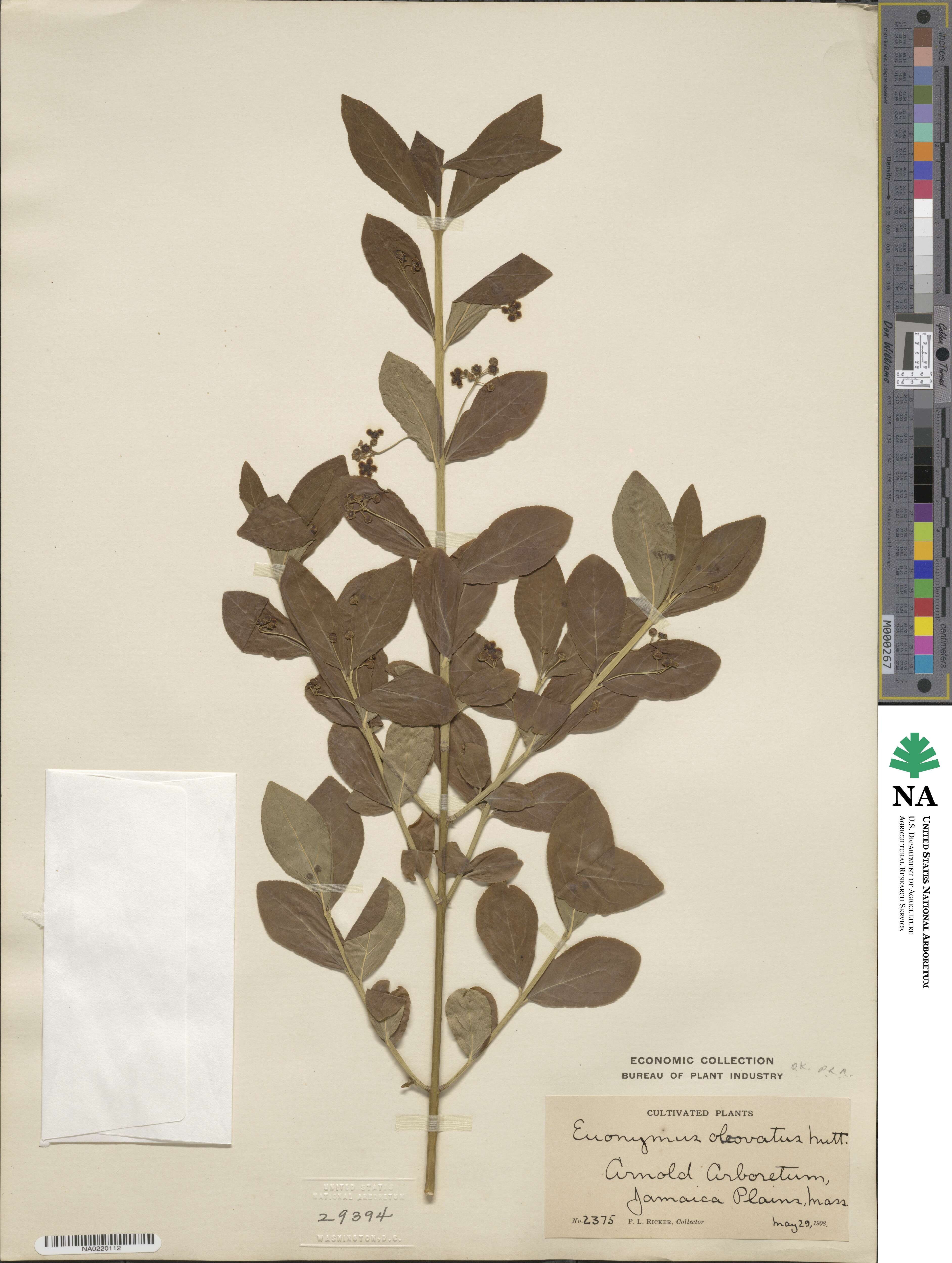 Euonymus obovatus image
