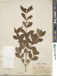 Euonymus obovatus image